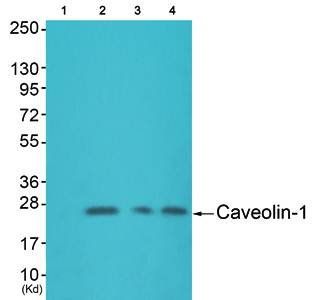 Caveolin-1 Antibody
