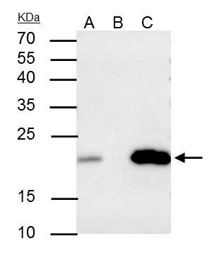 caveolin 2 Antibody