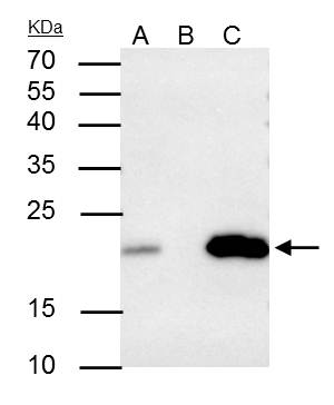 Caveolin 2 antibody