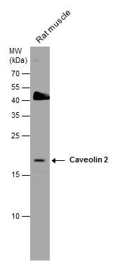 Caveolin 2 antibody