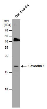 caveolin 2 Antibody