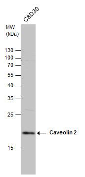 Caveolin 2 antibody