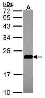 Caveolin 2 antibody
