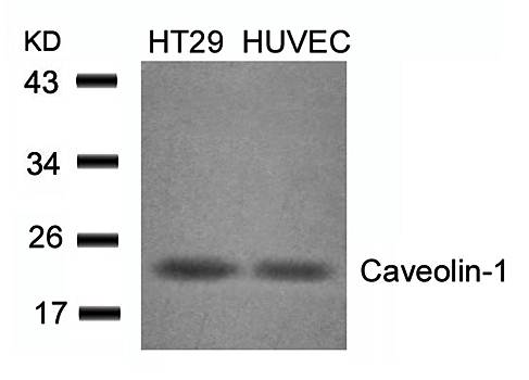 Caveolin-1 Rabbit Polyclonal Antibody