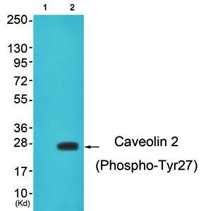 Caveolin 2 (Phospho-Tyr27) Antibody