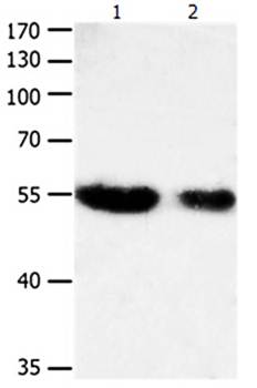 CBFA1 Antibody