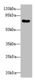 CBFA2T2 antibody