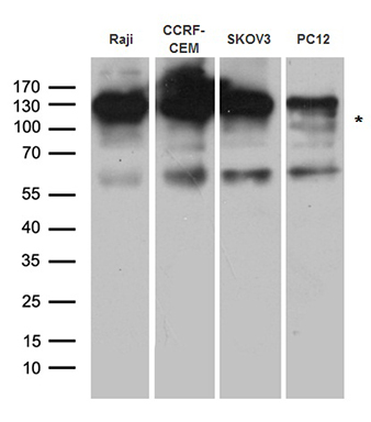 CBL Antibody
