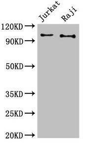 CBL Antibody
