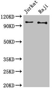 CBL antibody