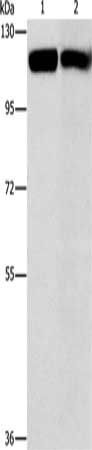 CBL Antibody