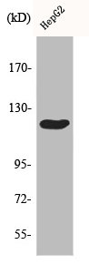 CBL Antibody