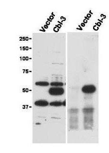 Cbl-c antibody