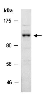 CBL (N) Antibody, Rabbit Polyclonal