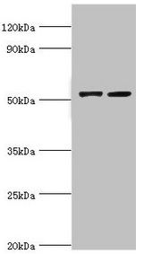 CBLC antibody