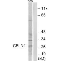 CBLN4 antibody