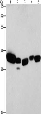 CBR1 antibody