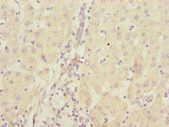 CBR4 Antibody