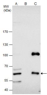 cystathionine-beta-synthase Antibody