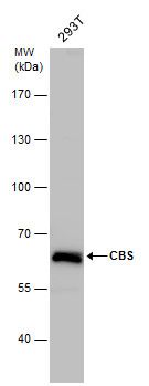 cystathionine-beta-synthase Antibody