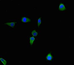 CBWD2 antibody