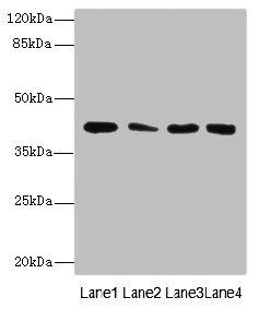 CBWD2 Antibody