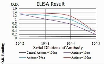 CBX1 Antibody