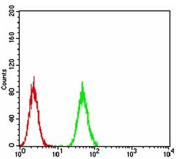 CBX1 Antibody