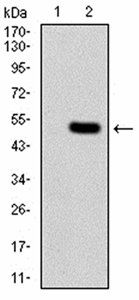 CBX1 Antibody