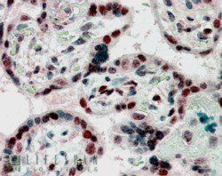 Goat anti-CBX1 / HP1-Beta Antibody