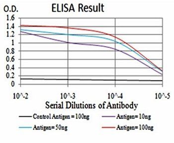 CBX2 Antibody