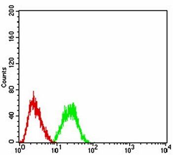 CBX2 Antibody