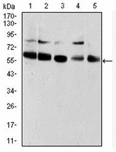 CBX2 Antibody