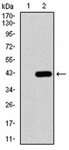 CBX2 Antibody