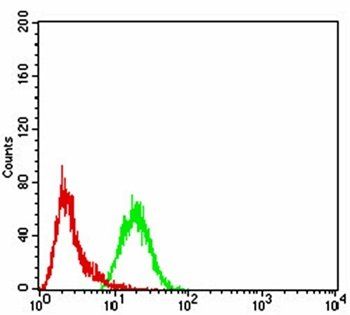 CBX3 Antibody