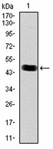 CBX3 Antibody