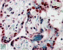 Goat anti-CBX3 / HP1 Gamma Antibody