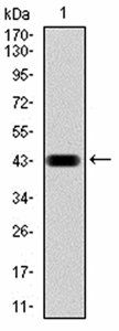 CBX4 Antibody
