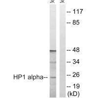 CBX5 (Ab-92) Antibody