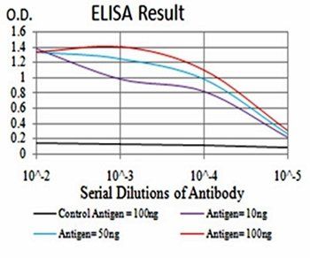 CBX5 Antibody