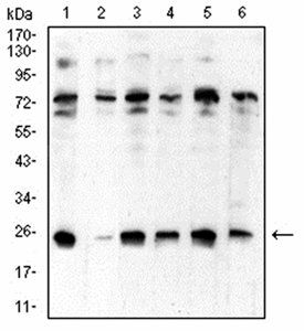 CBX5 Antibody