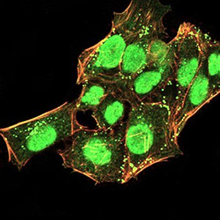 CBX5 Antibody