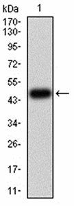 CBX5 Antibody