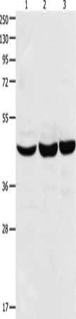 CBX8 antibody