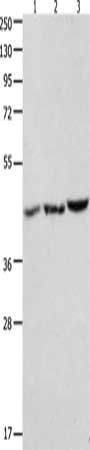 CBX8 antibody