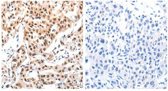 CBX8 Antibody