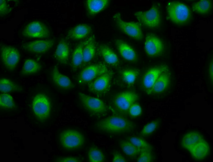 LMAN1 Antibody