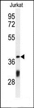 CC130 antibody