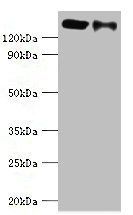 CCAR1 Antibody