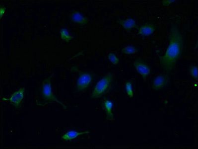 CFAP65 Antibody